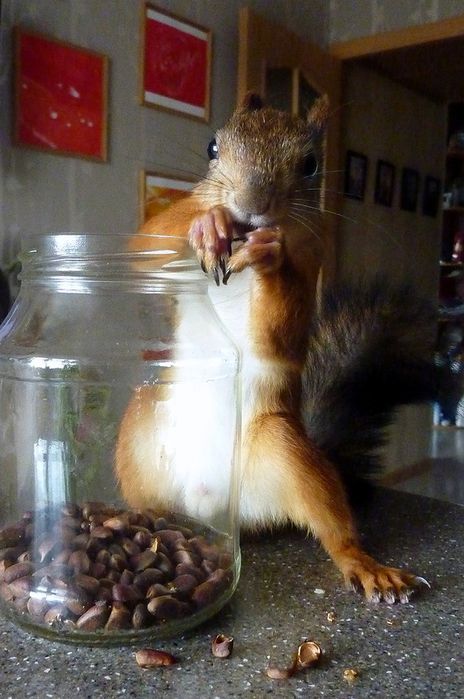 Животные, белка, позитив