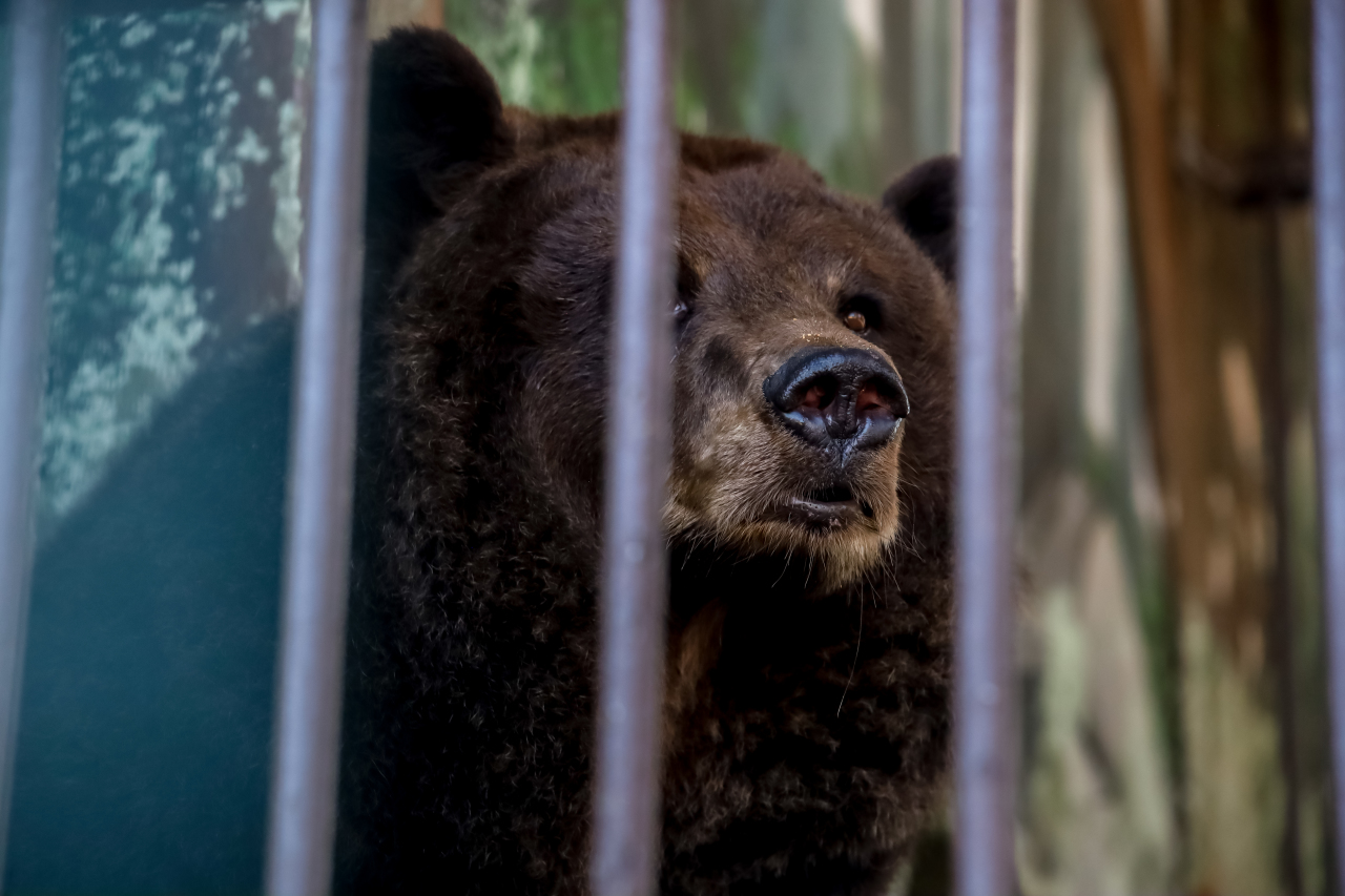 Медведи в Пермском крае: два хищника вышли на улицы городов