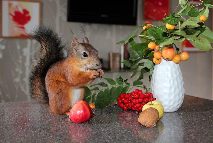 Животные, белка, позитив