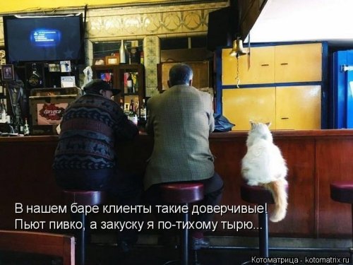 Лучшая котоматрица этой недели позитив