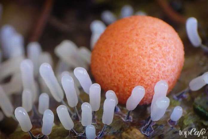 факты о плесневелых грибах: Плесень макро