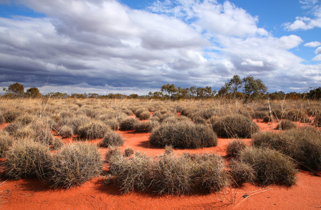 Большая пустыня Виктория: самая большая пустыня Австралии