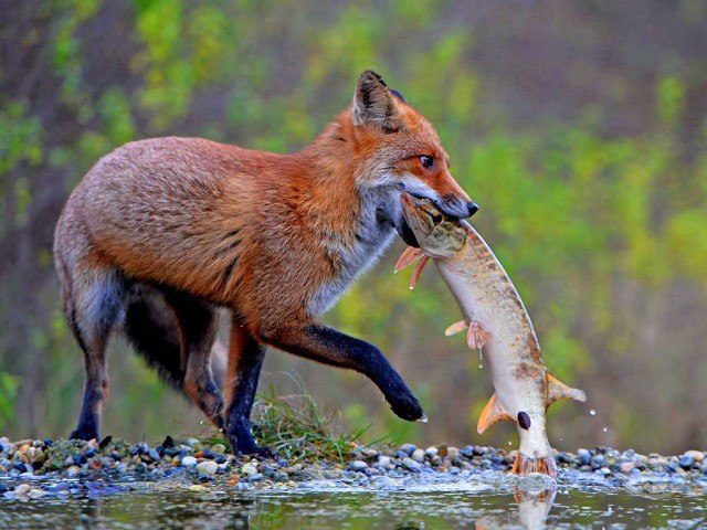 Забавные животные