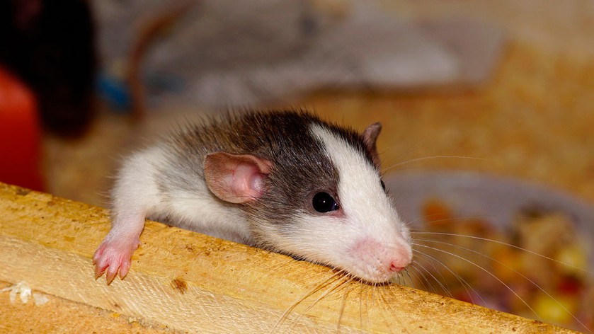 5 мифов о крысах могут, крысы, Крысы, питомцев, декоративных, существует, поэтому, Некоторые, искусственным, путем, заражения, опасными, вирусами, минимален 4Крысы, легко, всеядны Крысы, отметить, приспосабливаются, любой, среде