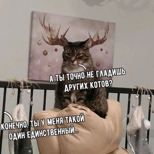 Лучшие фотомемы