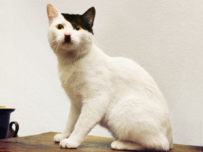 Кот, которому необычный окрас придал схожесть с Гитлером. Кот, которому необычный окрас придал схожесть с Гитлером.