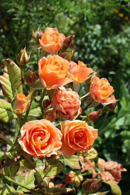 4920201_786086_640 (427x640, 408Kb)