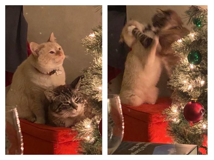 Без кота и жизнь не та
