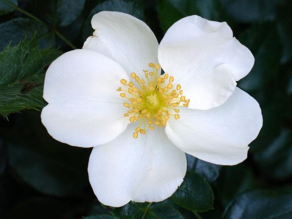 &amp;lsquo;Eskimo&amp;rsquo;