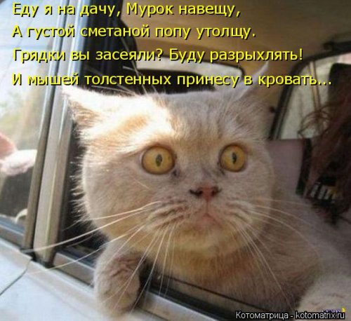 Свежая котоматрица для всех (16 фото)