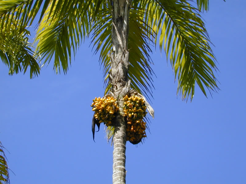 Персиковая пальма, или пупунья
