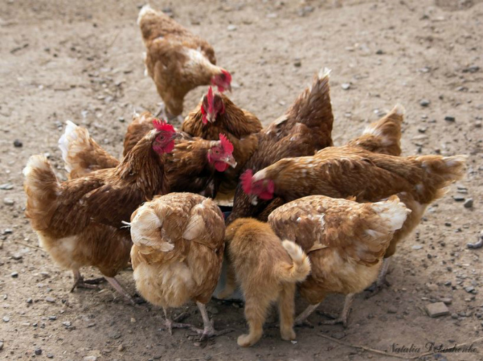 19 замечательных коллективов, в которые затесался чужак 