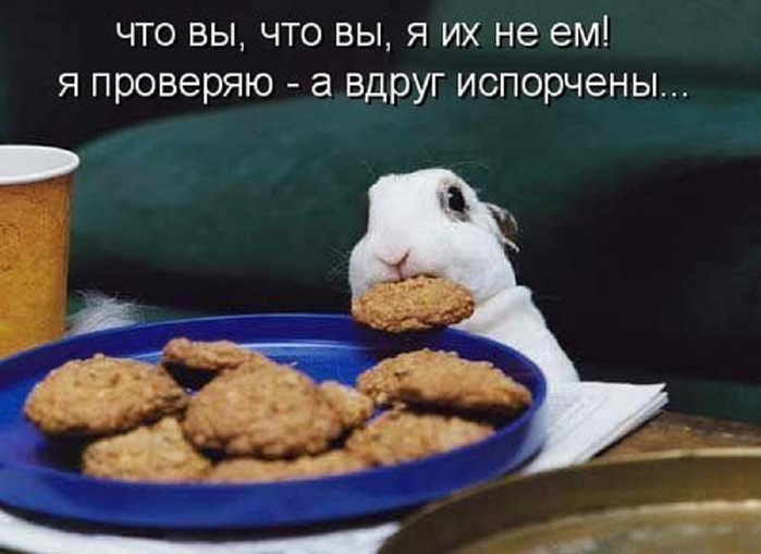 ВЕСЁЛЫЕ ЗВЕРЮШКИ ))) ВЕСЁЛЫЕ ЗВЕРЮШКИ ))) веселые картинки,животные,позитив,Смешные животные