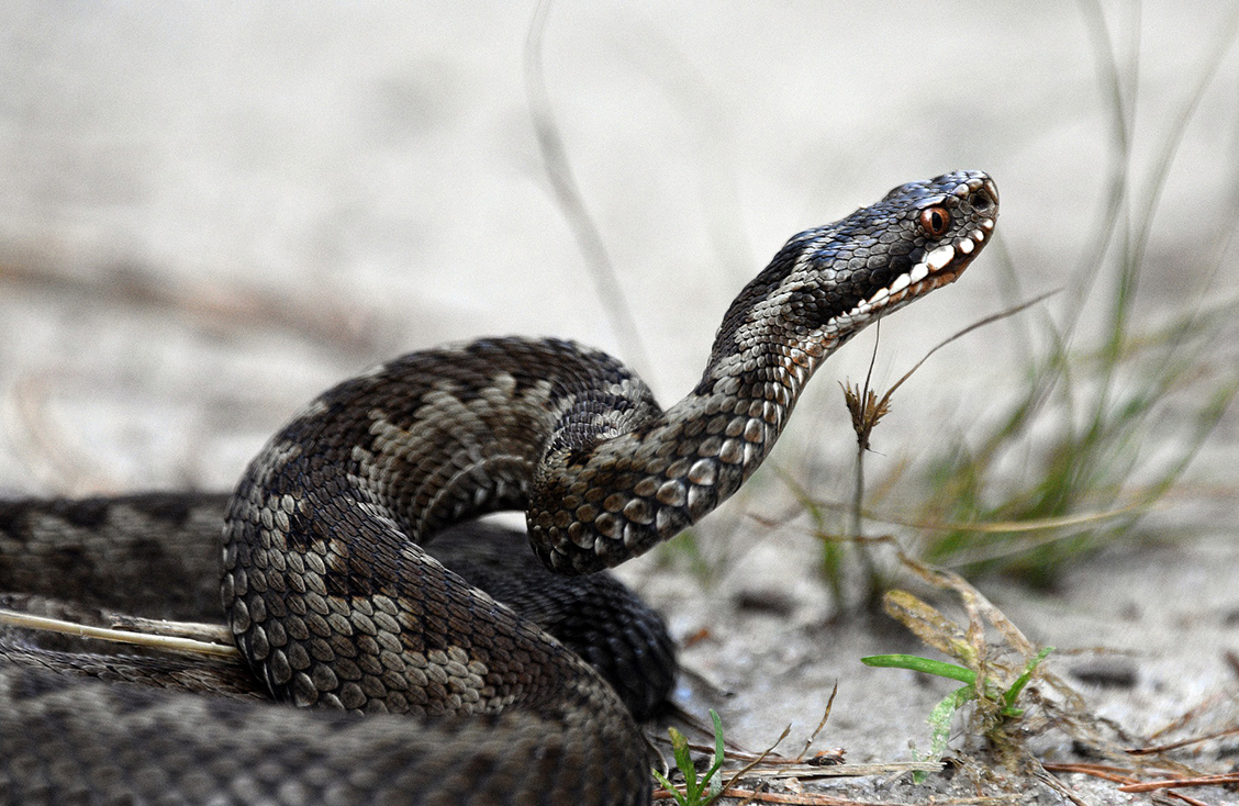 Укусила змея — отсосать яд? Первая помощь и 5 опасных ошибок