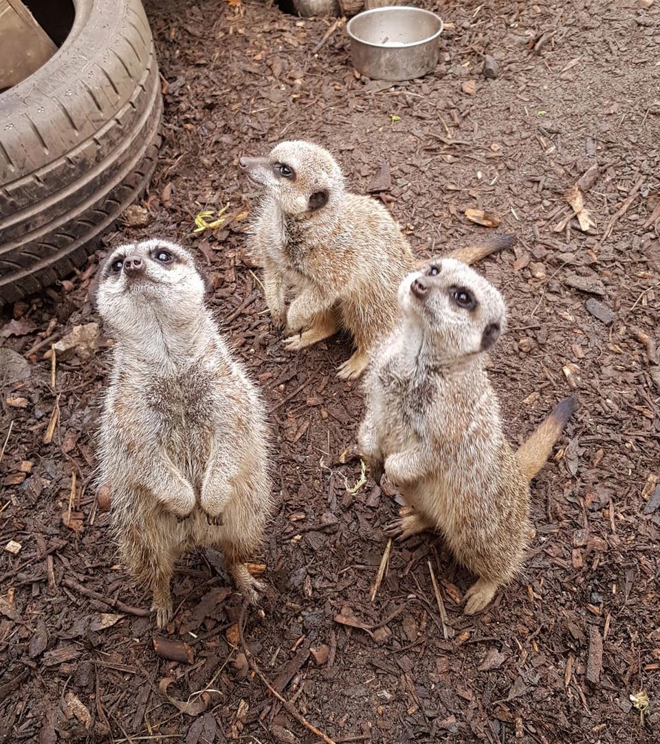 У любителя зверушек изъяли 113 экзотических домашних животных после ссоры с женихом У любителя зверушек изъяли 113 экзотических домашних животных после ссоры с женихом животные