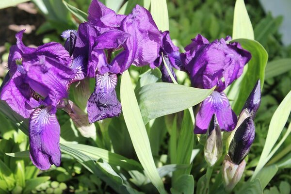 Недорогое укрытие-вигвам для теплолюбивых овощей