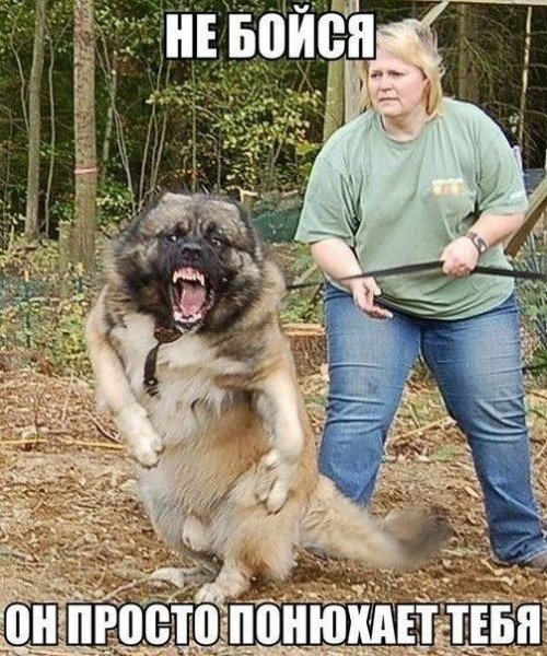 Прикольные картинки дня (50 шт)