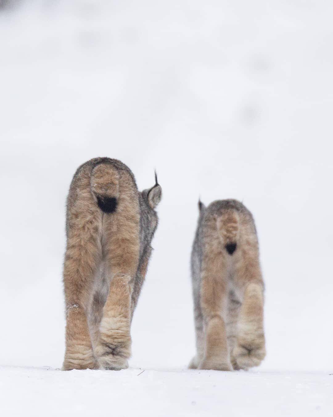 26 фотографий величественных канадских рысей — кошек с самыми мягкими и пушистыми лапищами животные,позитив,природа,рыси