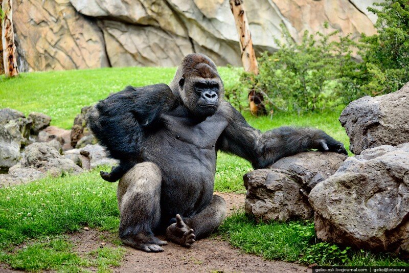 Из всех приматов, живущих в лесах Африки — гориллы самые большие. Они вырастают почти двух метровой высоты, и весят более ста пятидесяти кг. У них тёмная шерсть, большие и длинные лапы. 