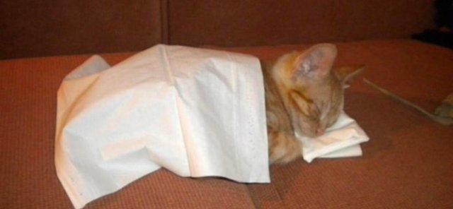 А вот котейки "устали и просили их не будить" :)