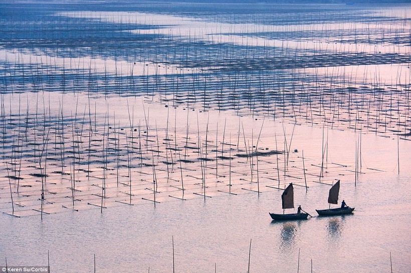 Гигантские плавучие фермы: как выращивают рыбу в Китае