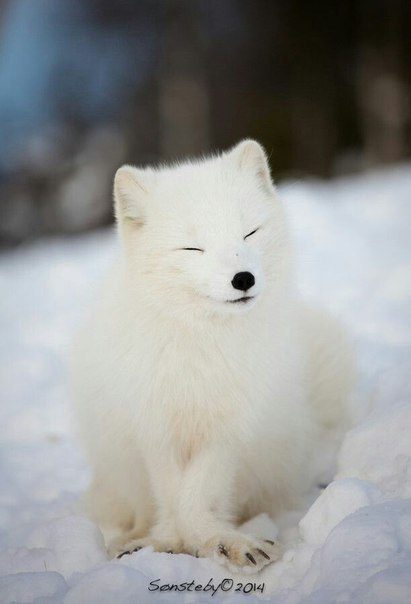 Забавные животные