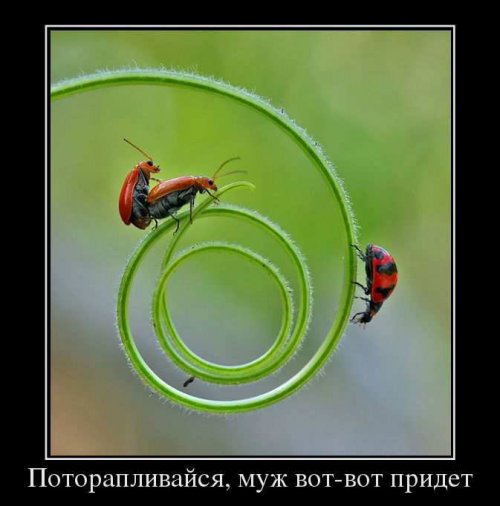 Новые прикольные демотиваторы (13 шт)