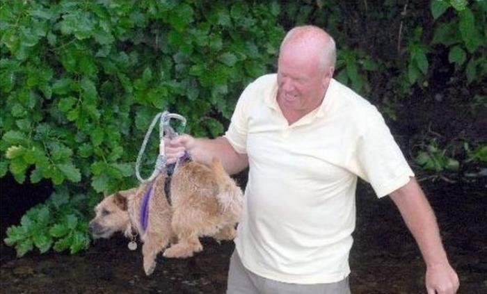 Собака на дереве Собака на дереве