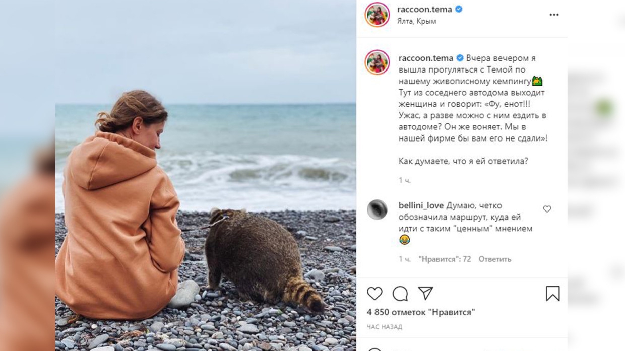 Самый знаменитый енот России покоряет побережье Черного моря