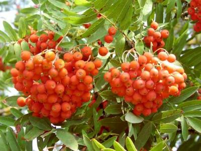 23 сентября — Петр и Павел Рябинники