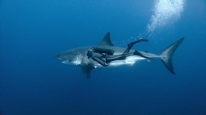 Самая опасная акула в мире – та, которой вы попались