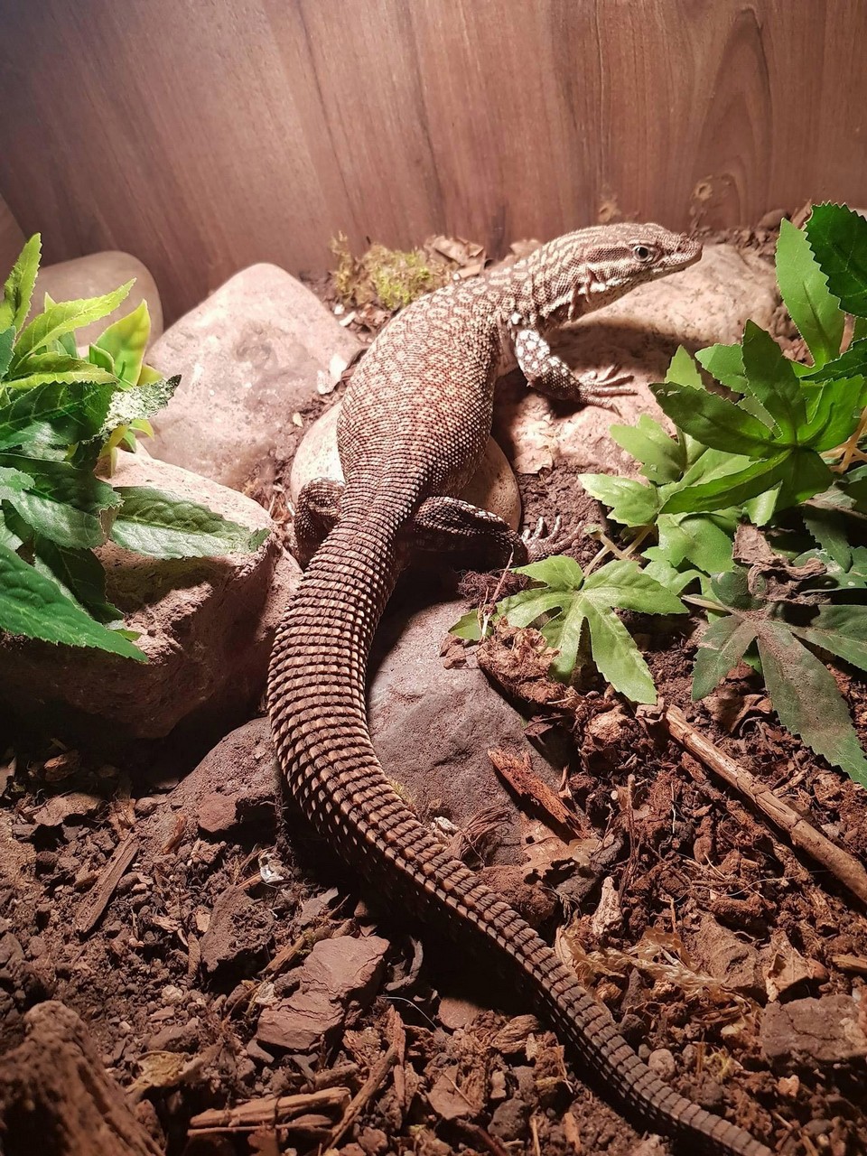 У любителя зверушек изъяли 113 экзотических домашних животных после ссоры с женихом У любителя зверушек изъяли 113 экзотических домашних животных после ссоры с женихом животные