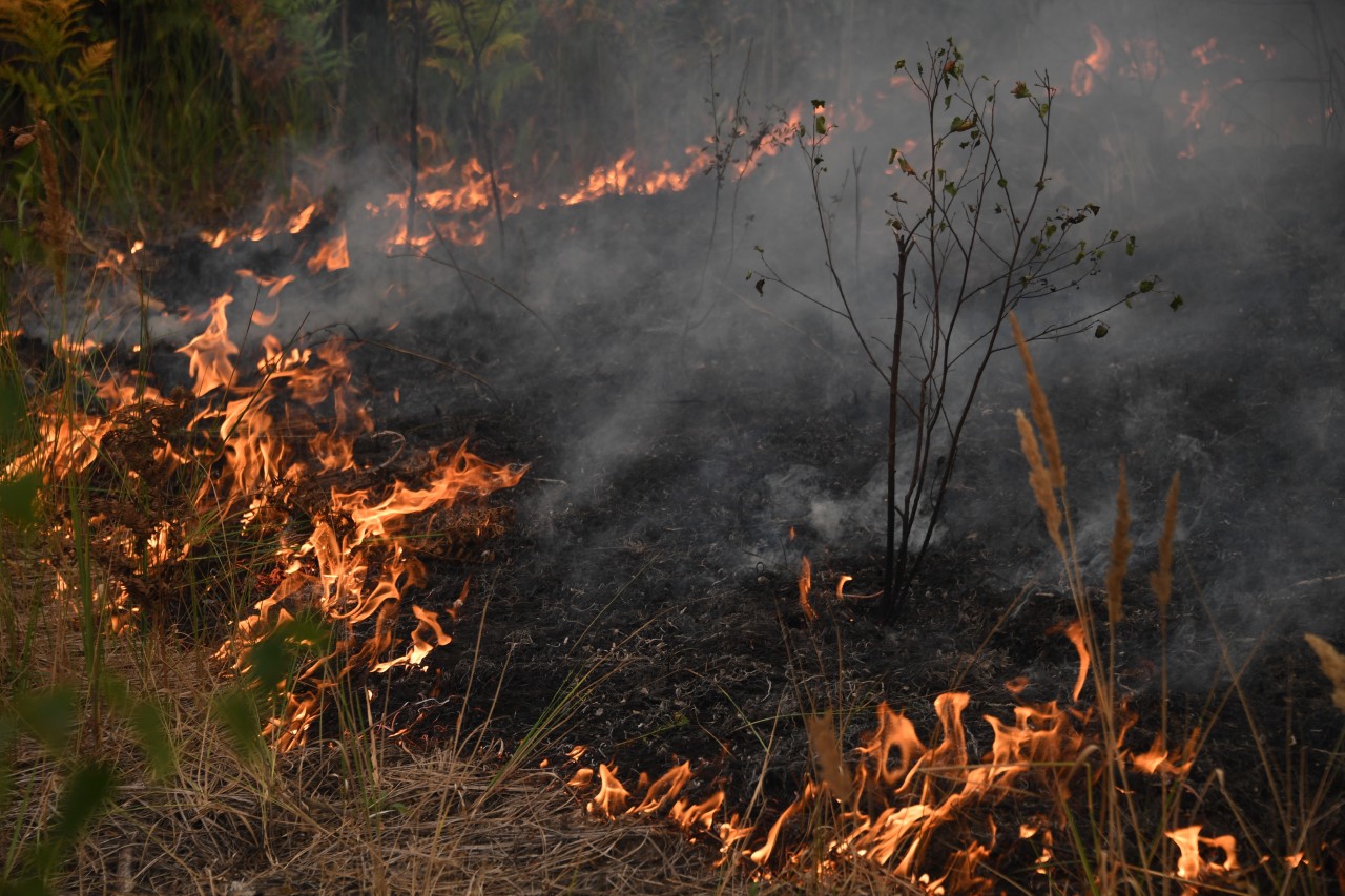 Первый в этом году лесной пожар произошёл в Нижегородской области