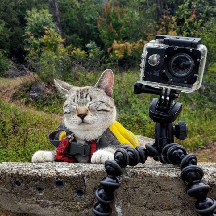 Кот «фотограф» в ожидании удачного кадра. Кот «фотограф» в ожидании удачного кадра.