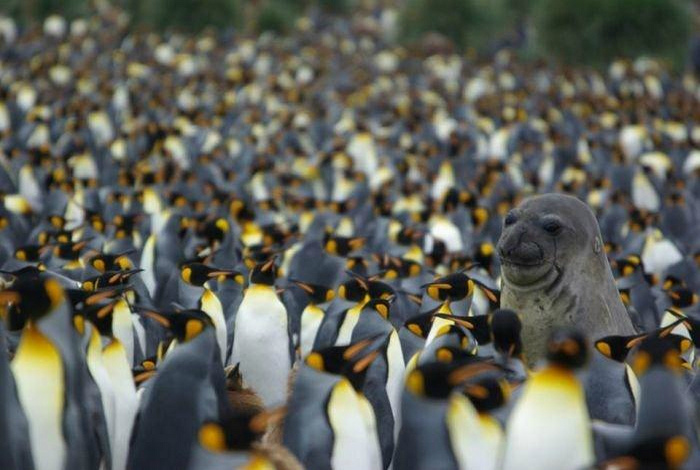 19 замечательных коллективов, в которые затесался чужак 