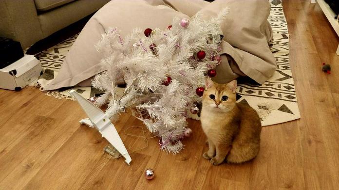 Без кота и жизнь не та