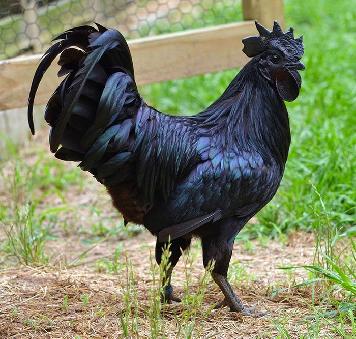 Ламборджини среди куриц: Уникальная порода, снаружи и внутри окрашенная в черный цвет индонезия