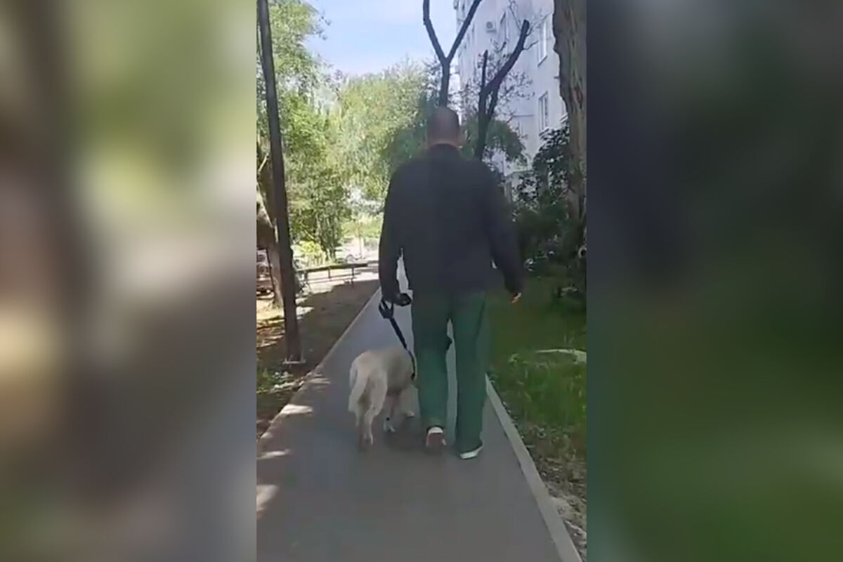 В Крыму собака укусила ребенка за руку на детской площадке