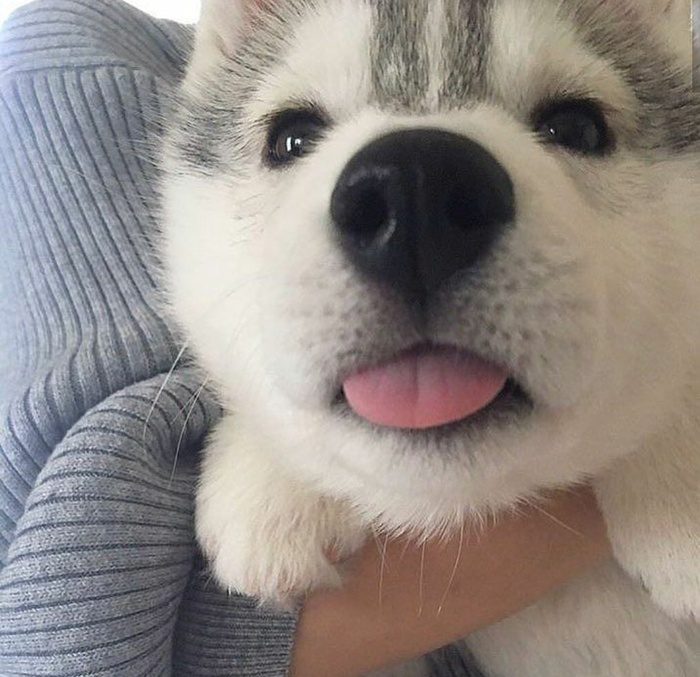 Забавные животные