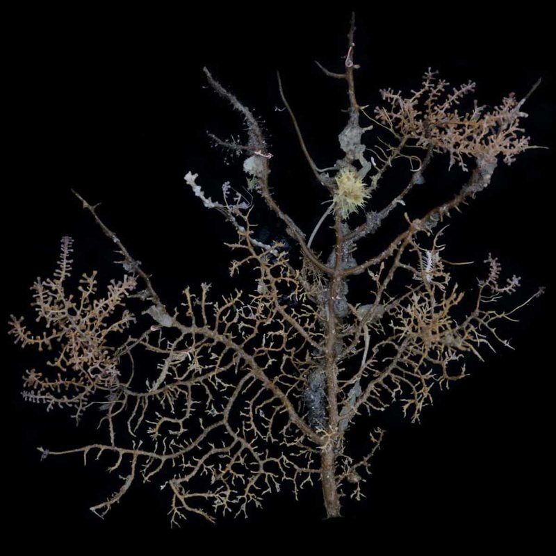 Мертвый роговой коралл. антарктида, интересное, наука, невероятное, неисследованные, существа, факты