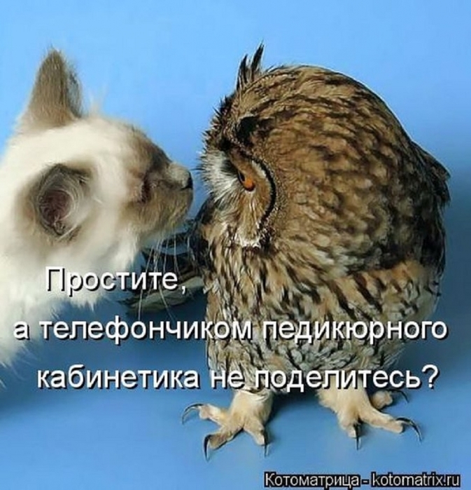 ВЕСЁЛЫЕ ЗВЕРЮШКИ ))) ВЕСЁЛЫЕ ЗВЕРЮШКИ ))) веселые картинки,животные,позитив,Смешные животные