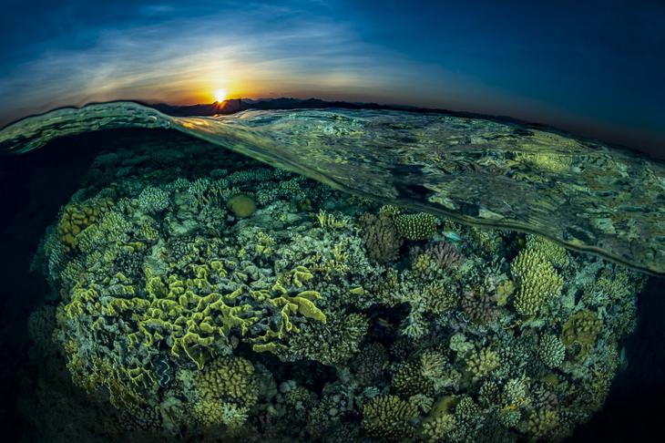 Дивный подводный мир в снимках призеров фотоконкурса Ocean Art 2018 35