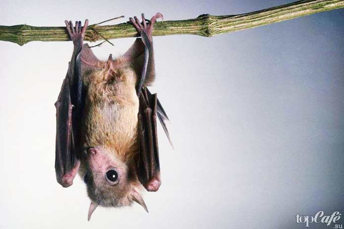 Интересные факты о летучих мышах: Объяснение Эзопа