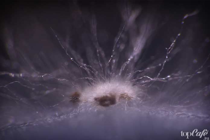 Ядовитая плесень