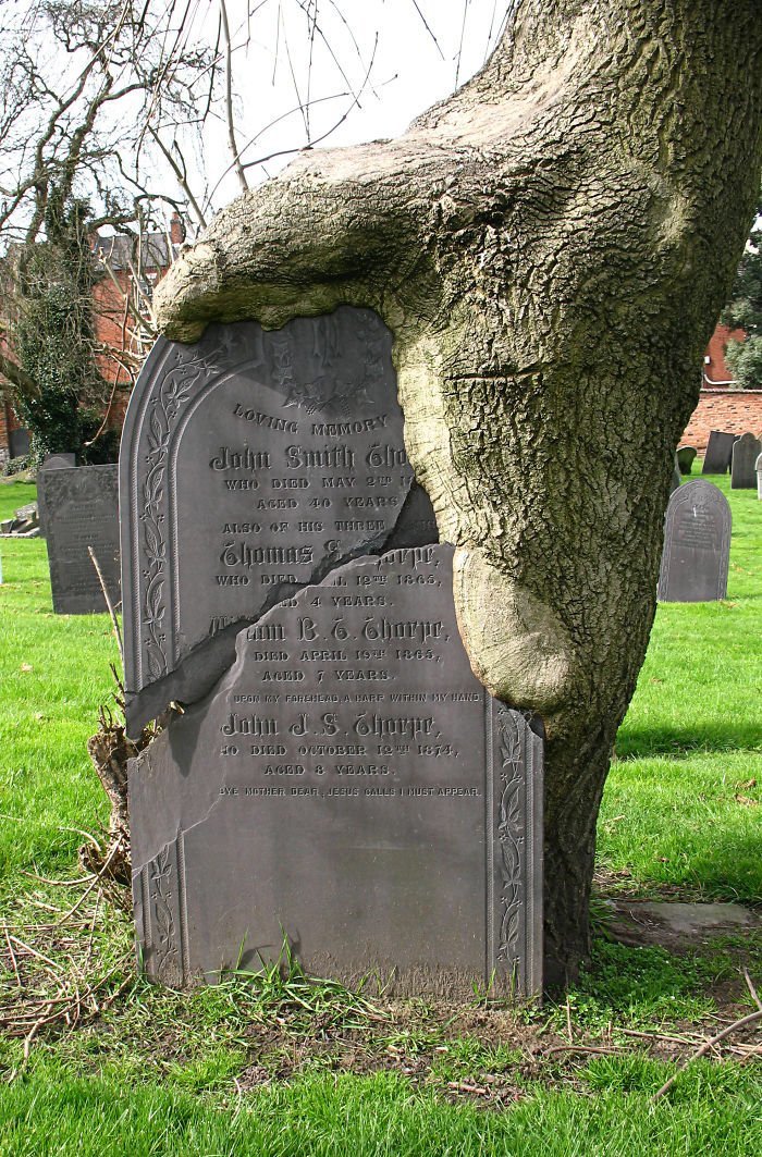 9. Надгробие и дерево = вечность беспощадность времени, интересно, неумолимость времени, фото