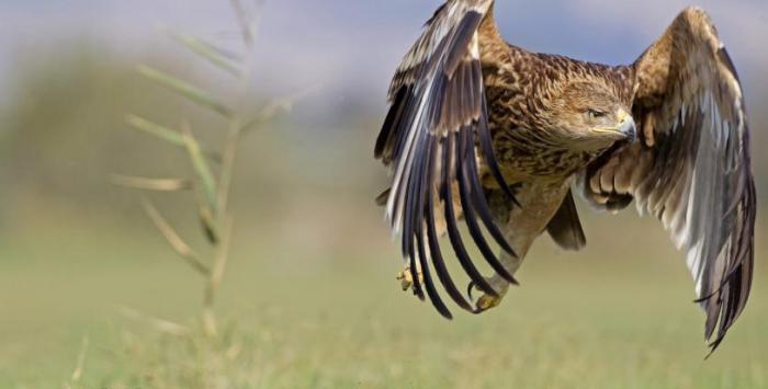Орел-могильник: птица на грани исчезновения