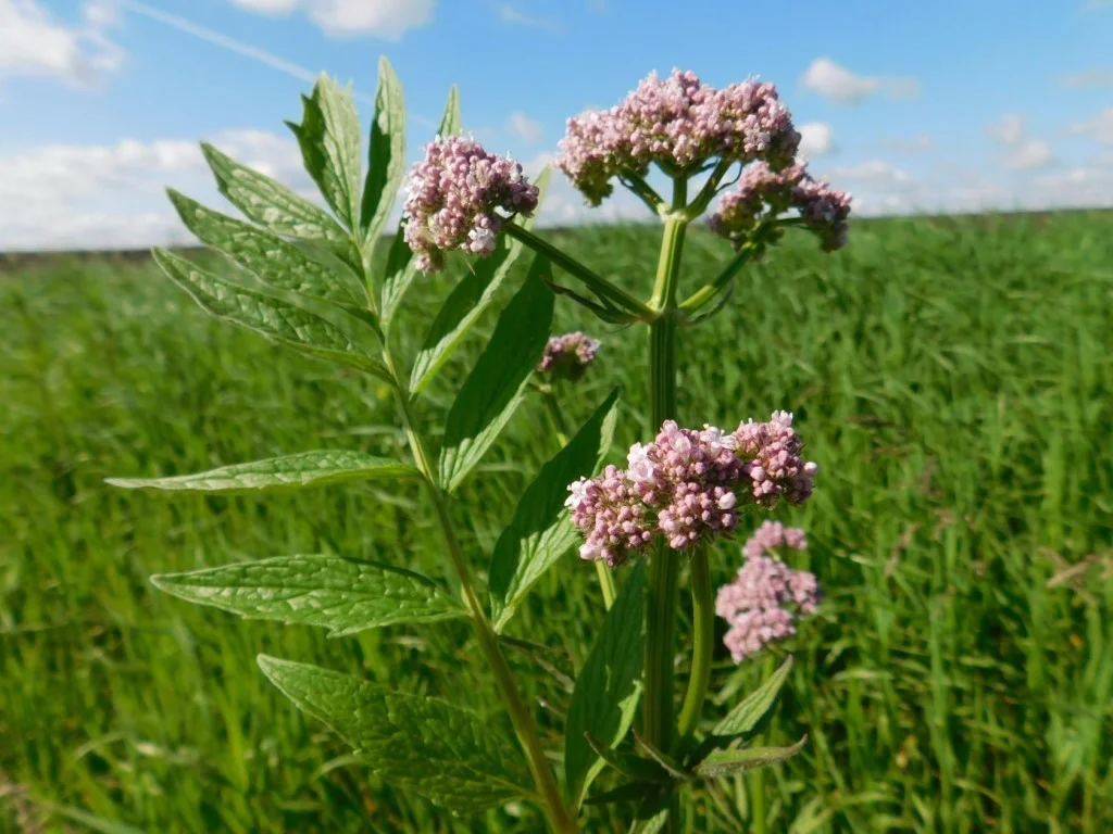 Что дает валерьянка. Валериана. (Valeriana officinalis). Валериана лекарственная / Valeriána officinális. Valeriana officinalis растение. Валериана лекарственная – Valeriana officinalis l..