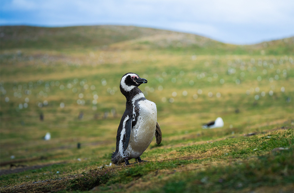 Магелланский пингвин
