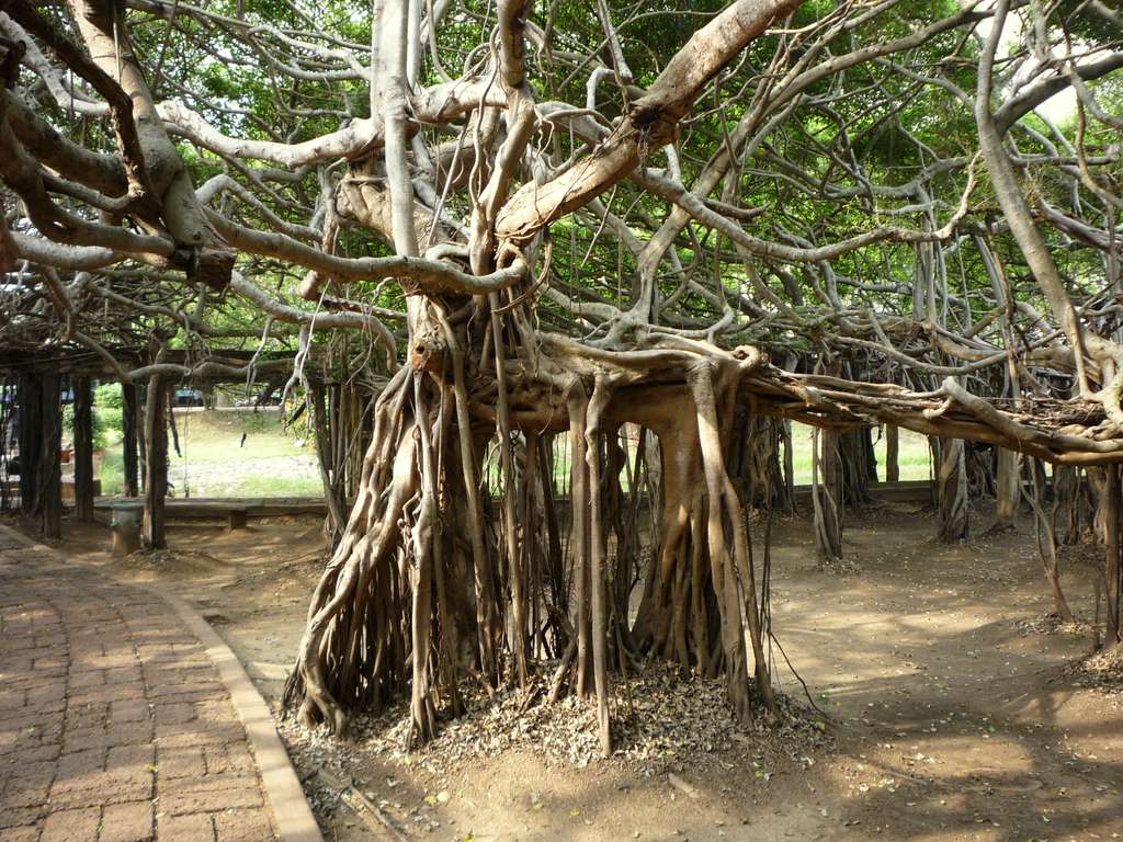 Уникальное дерево  людей в Индии дерево, баньян, деревом, Великий, Баньян, называли, «баньян», дерева, название, ветвей, единственное, вырастает, сначала, образом, следующим, происходит, непосредственно7, обозначать, стало, слово