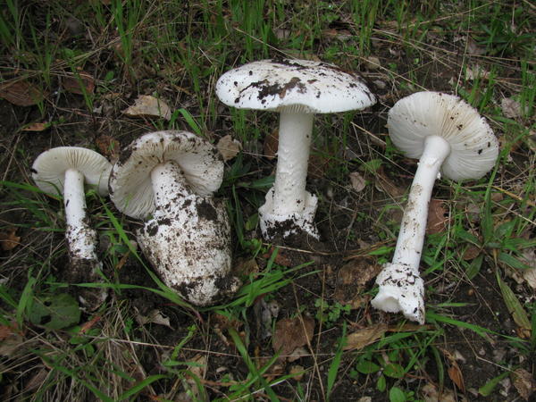 Как избежать отравления ядовитыми грибами грибы, может, можно, следует, очень, грибов, белый, гриба, грибами, навозник, Способ, съедобными, стоит, некоторые, Boletus, обработке, вопрос, многие, совершенно, далеко